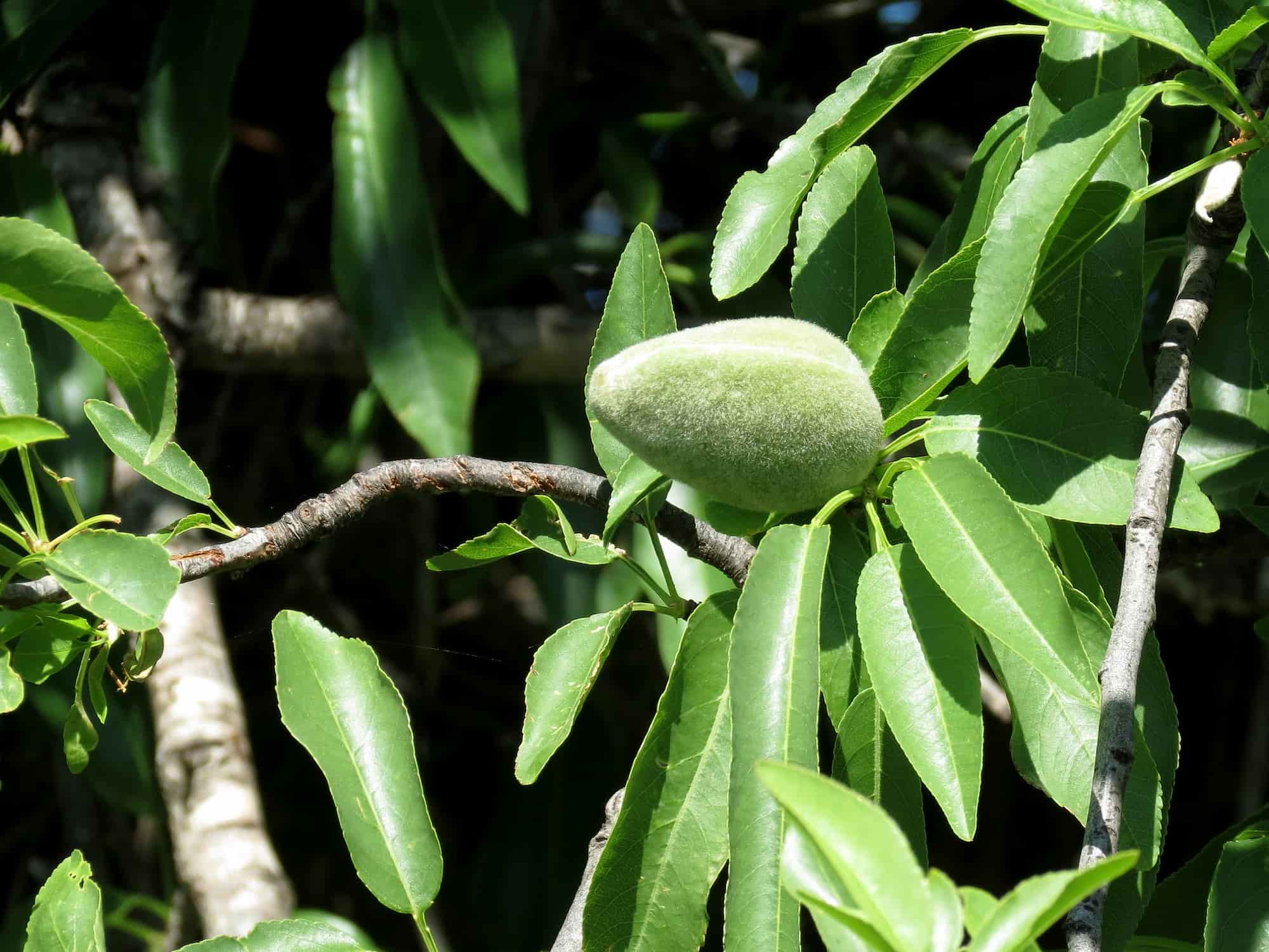 Almond tree: planting, pruning, harvesting