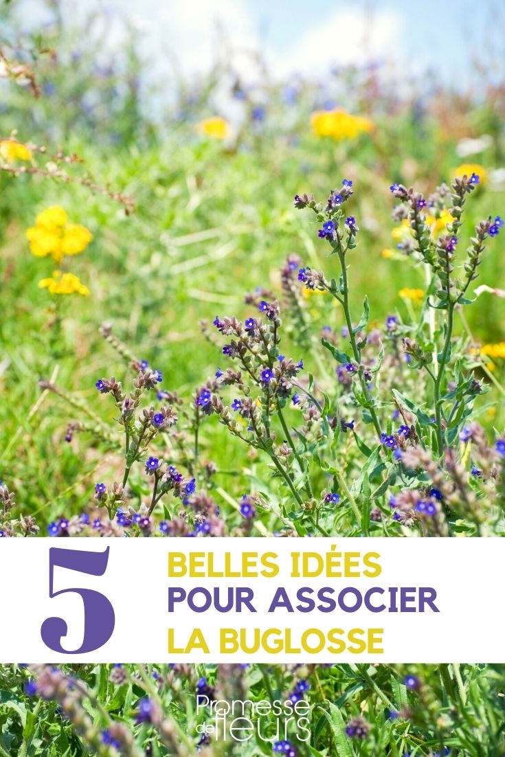 Bugloss: Our Plant Pairing Ideas