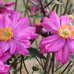 Japanese anemone with pink flowers: 10 varieties to discover