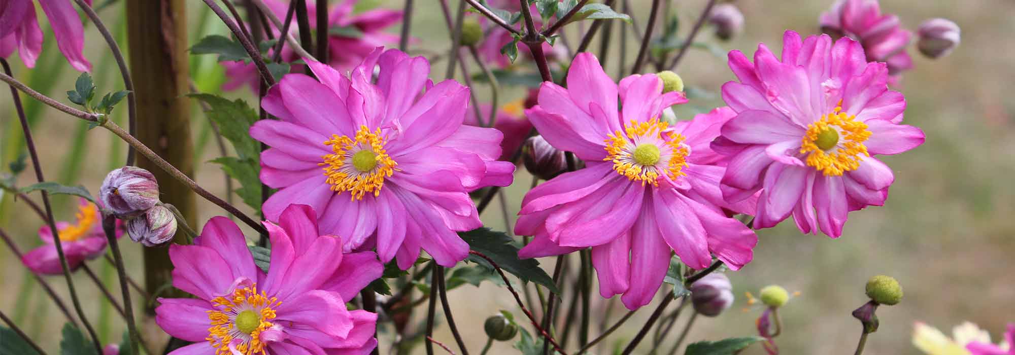 Japanese anemone with pink flowers: 10 varieties to discover