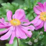 Japanese Anemones: 5 double-flowered varieties