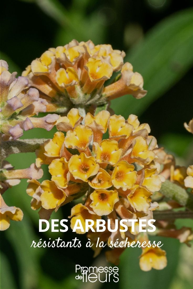 drought-resistant bushes