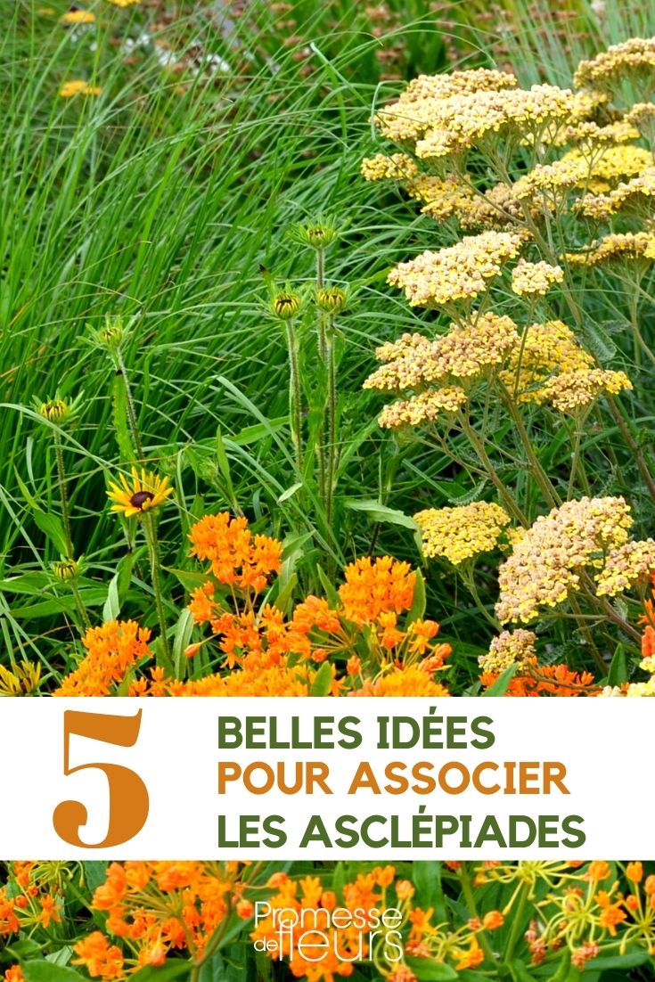 [asclepiade-associer]