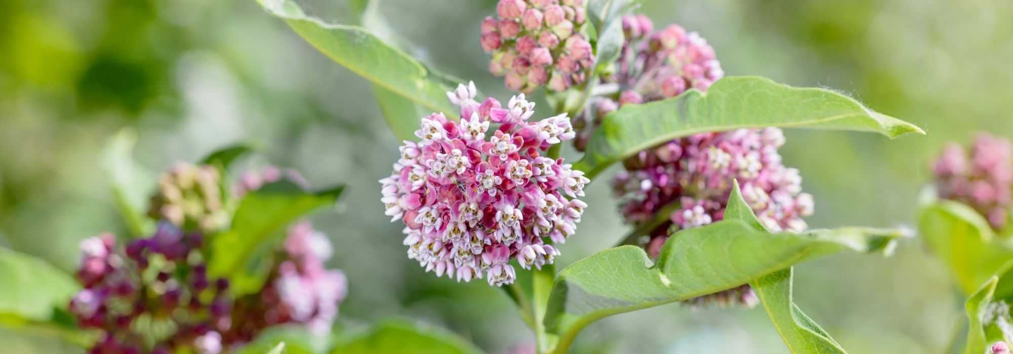 Pairing swamp milkweed or Asclepias