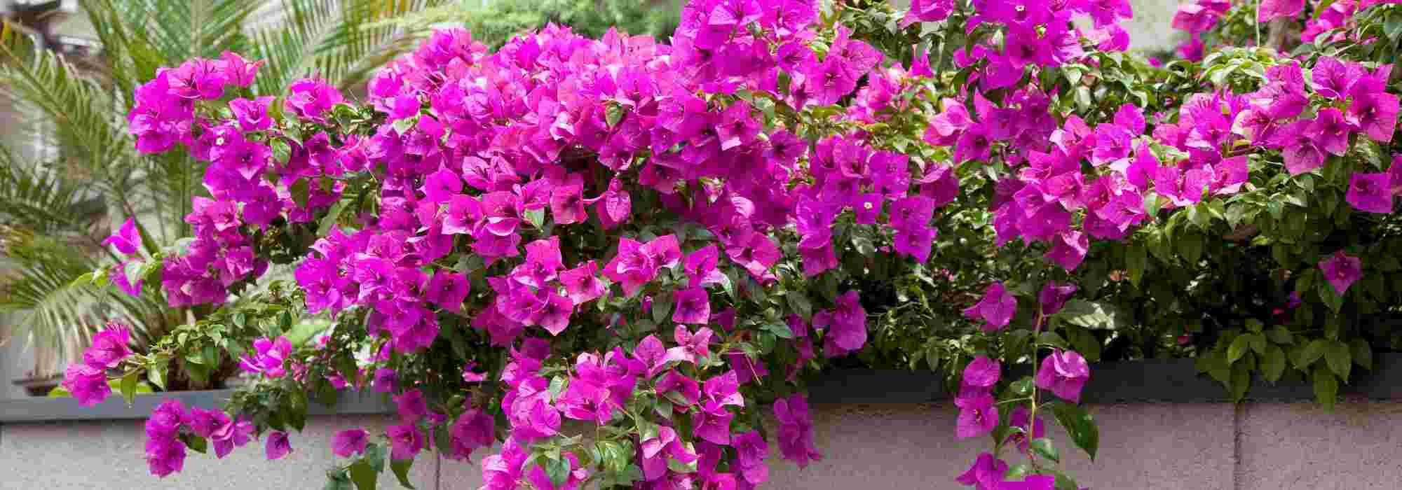 Bougainvillea: 5 pairing ideas
