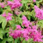 Filipendula: 5 pairing ideas