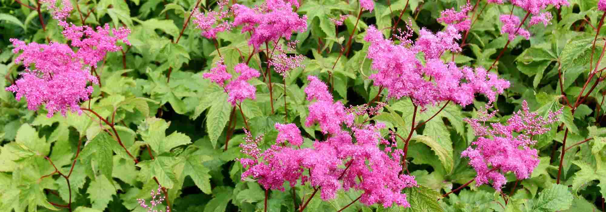 Filipendula: 5 pairing ideas