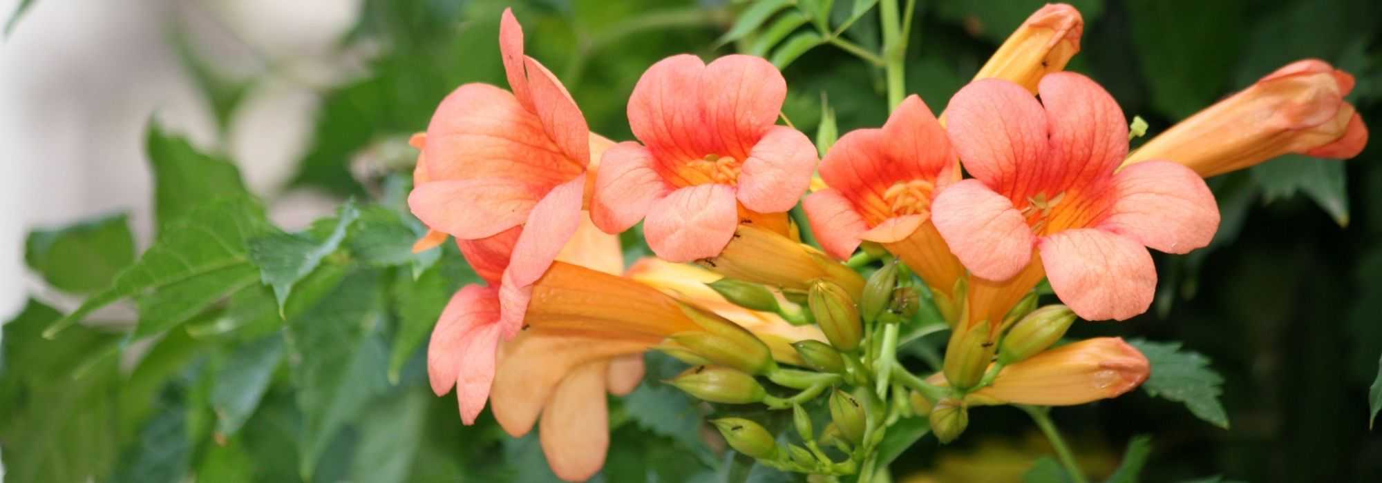 7 trumpet vines: the reliable choices