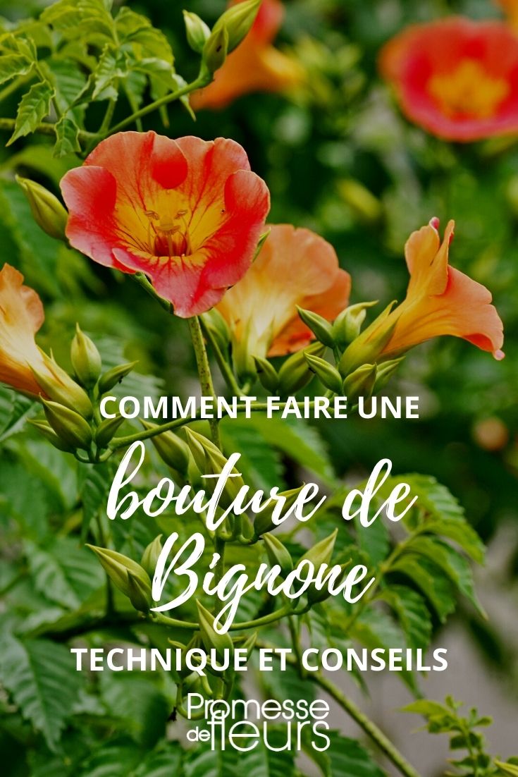 Cutting Trumpet Vine Tutorial