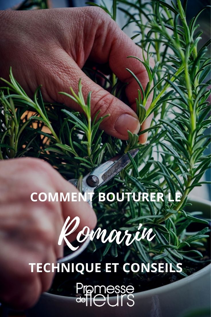 Rosemary Cuttings