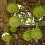 Gourd or calabash: sowing, cultivation and harvest