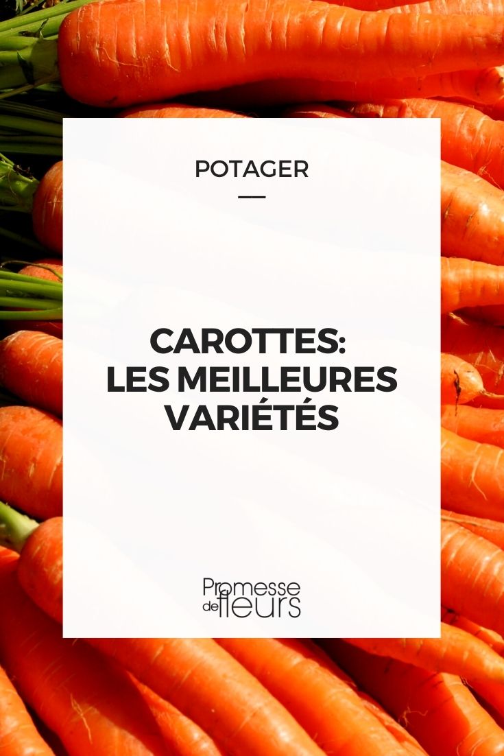 Carrot - Best Varieties