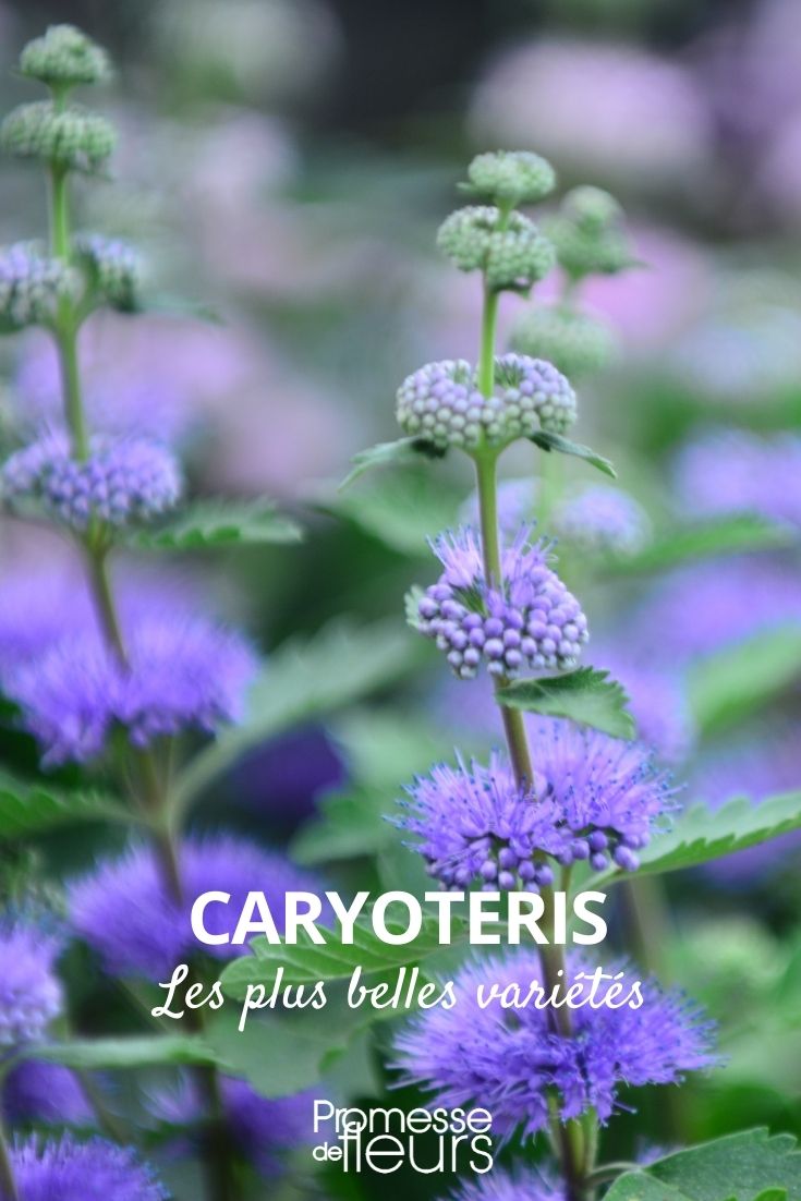 Caryopteris: The Most Beautiful Varieties