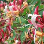 Choosing a Honeysuckle