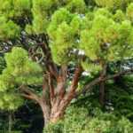 7 conifers for a Mediterranean garden