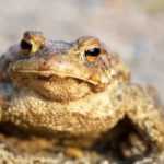 Toad, a useful animal to preserve