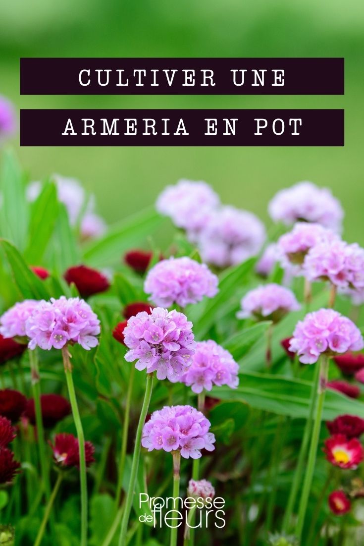 Growing Armeria in Pots