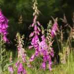 Foxgloves: our pairing ideas