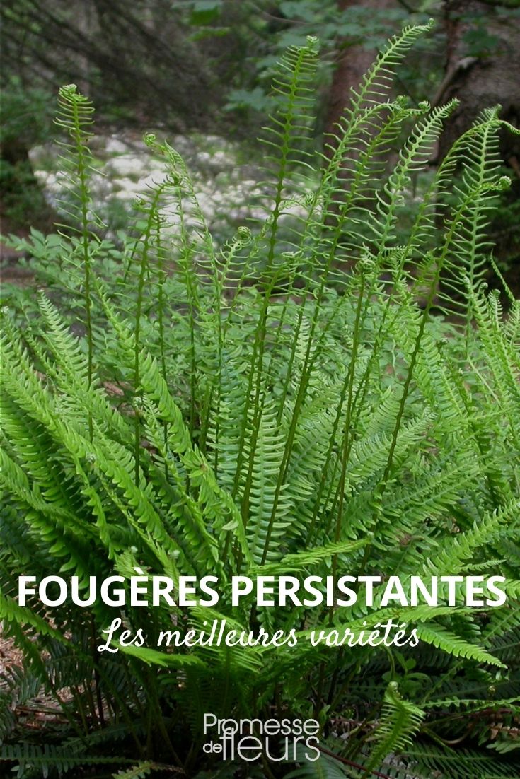 evergreen ferns