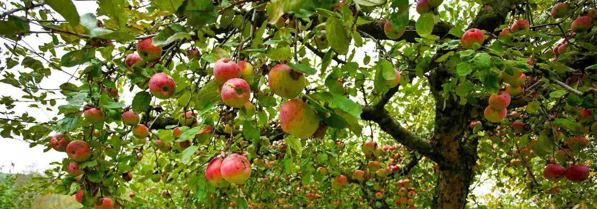 Fruit trees: bare roots, in clumps or in pots?