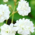 Pairing Gypsophila: 7 ideas to inspire you