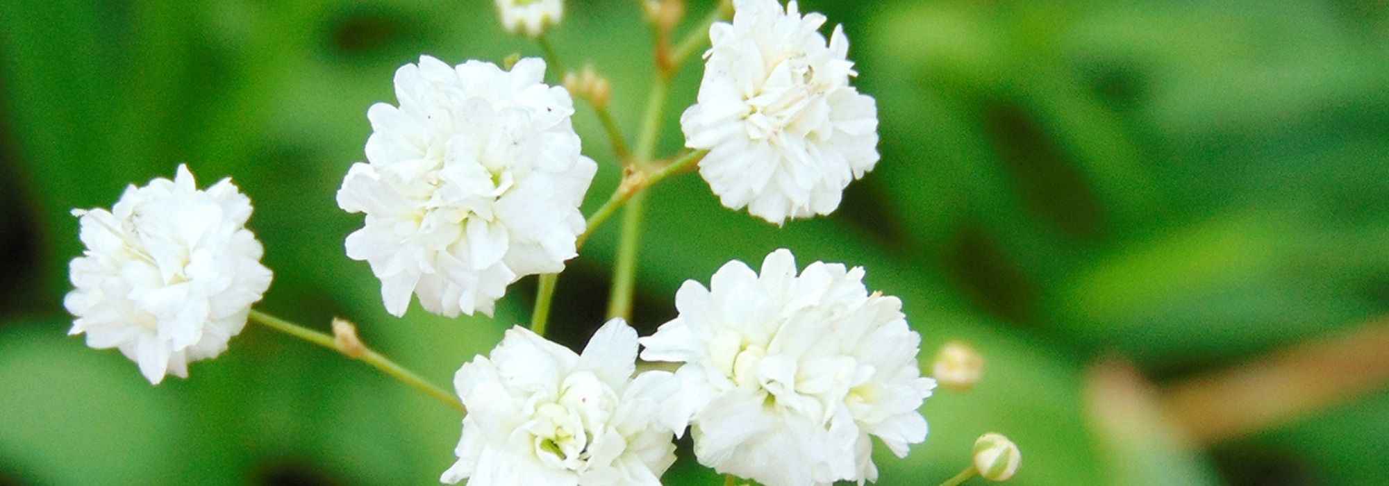 Pairing Gypsophila: 7 ideas to inspire you