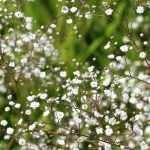 Growing gypsophila in pots
