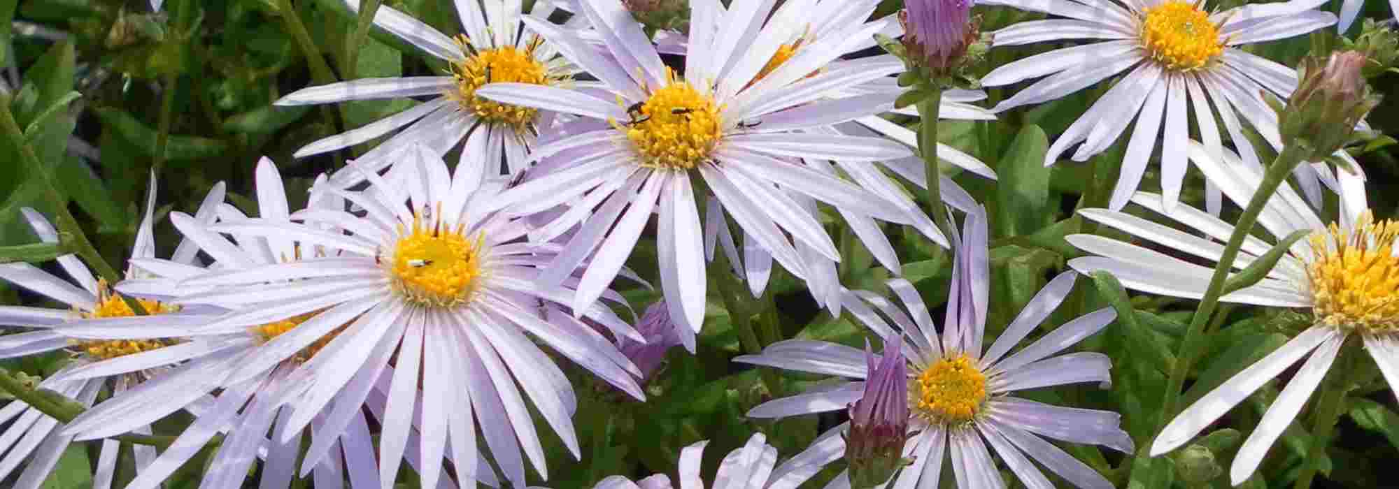 Disease-resistant asters