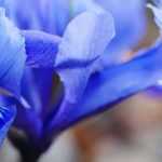Growing Iris reticulata in pots