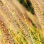 How to design a garden with ornemental grasses?