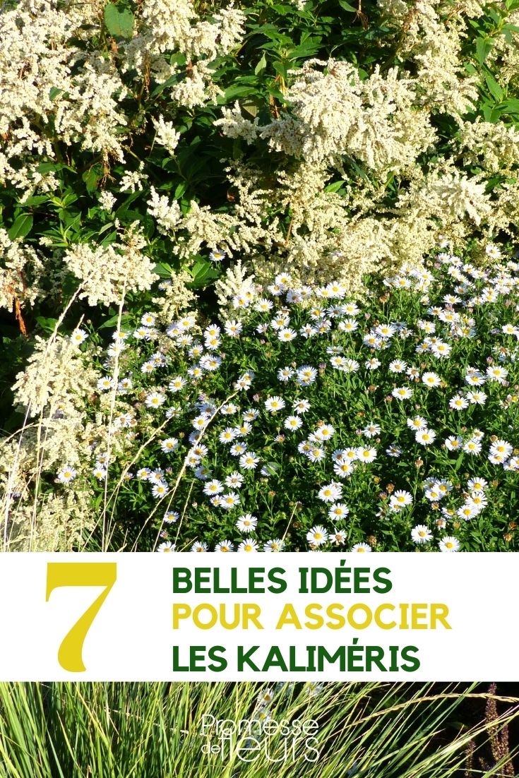 Kalimeris: Our Plant Pairing Ideas