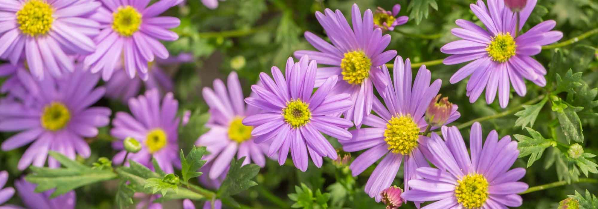 7 pairing ideas with Kalimeris