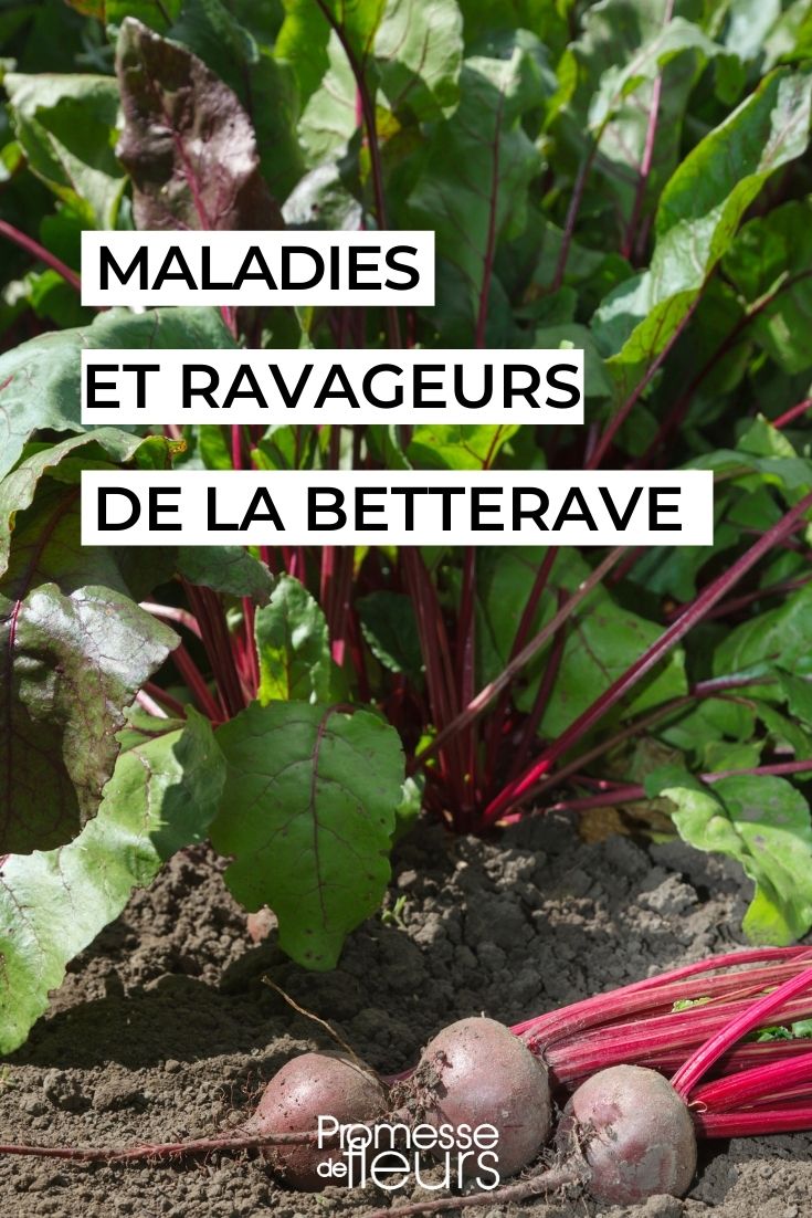 Parasitic Diseases of Beetroot