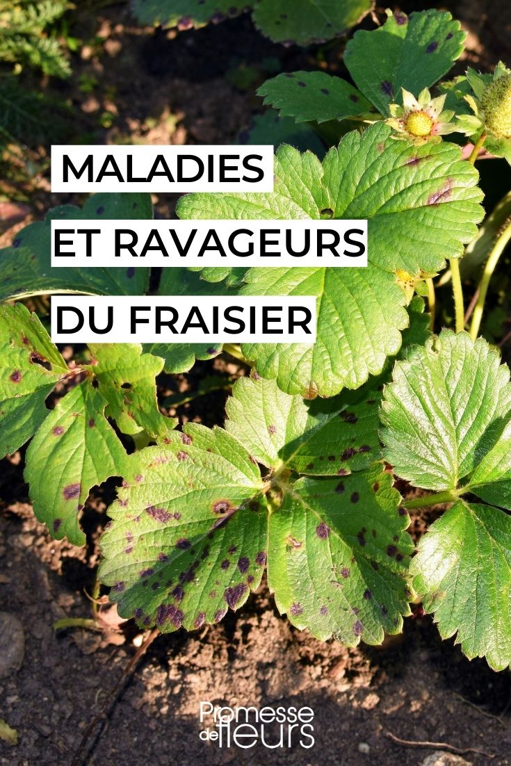 Diseases and Parasitic Issues of Strawberry Plants
