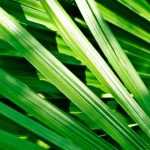 Growing a palm tree in a pot