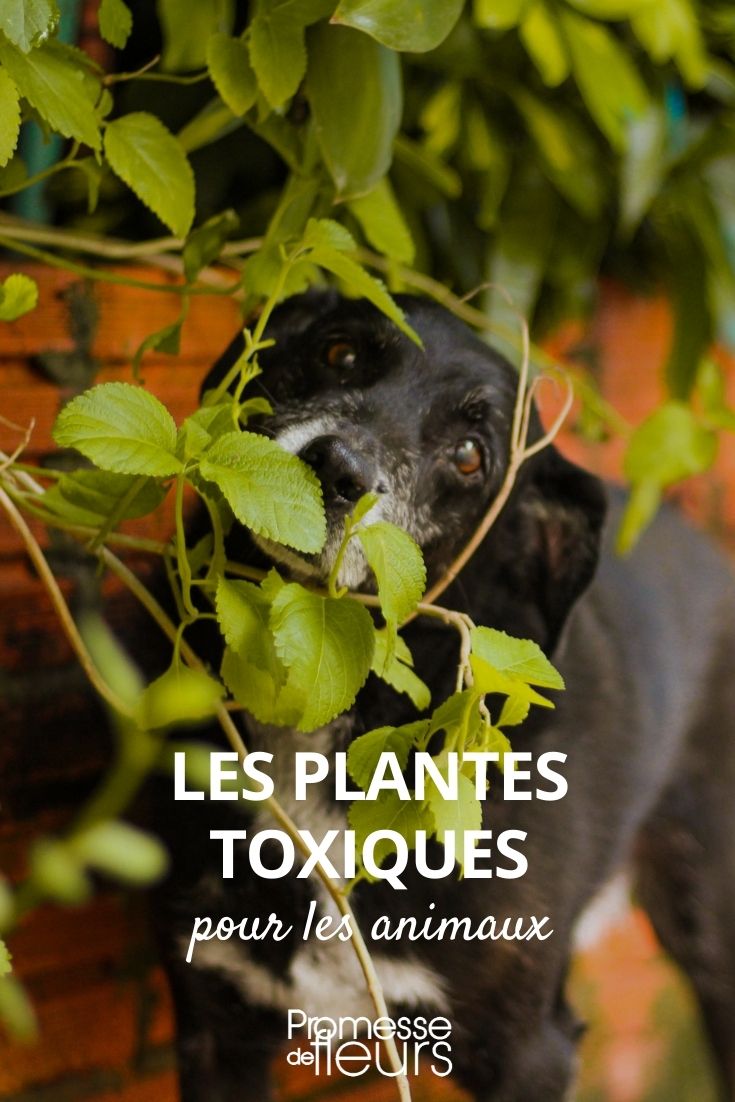 Toxic Plants for Pets
