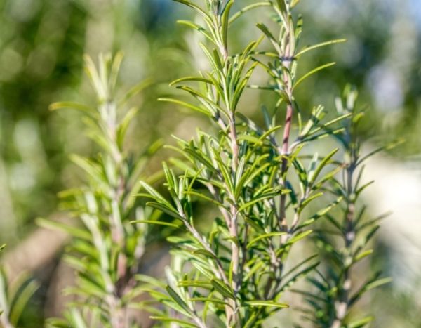 When and how to take a rosemary cutting?
