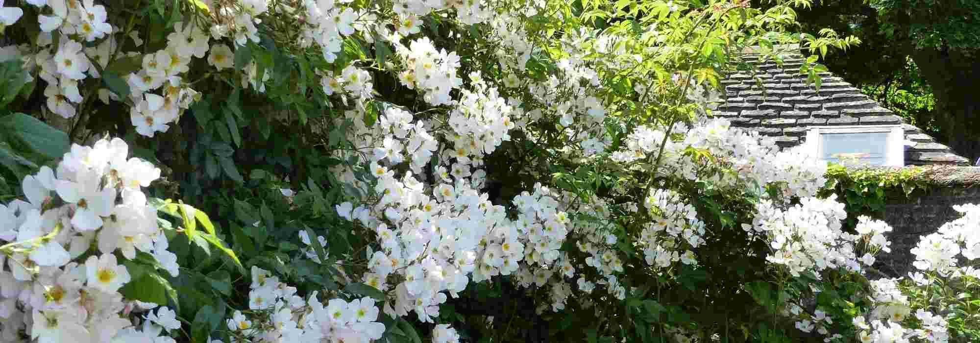 7 roses for shaded gardens