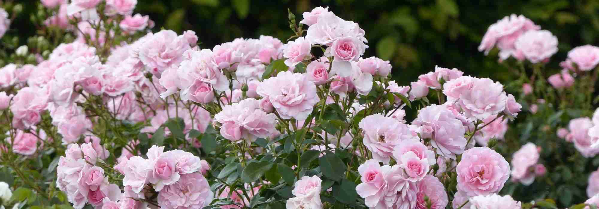 10 shrub roses with pink flowers