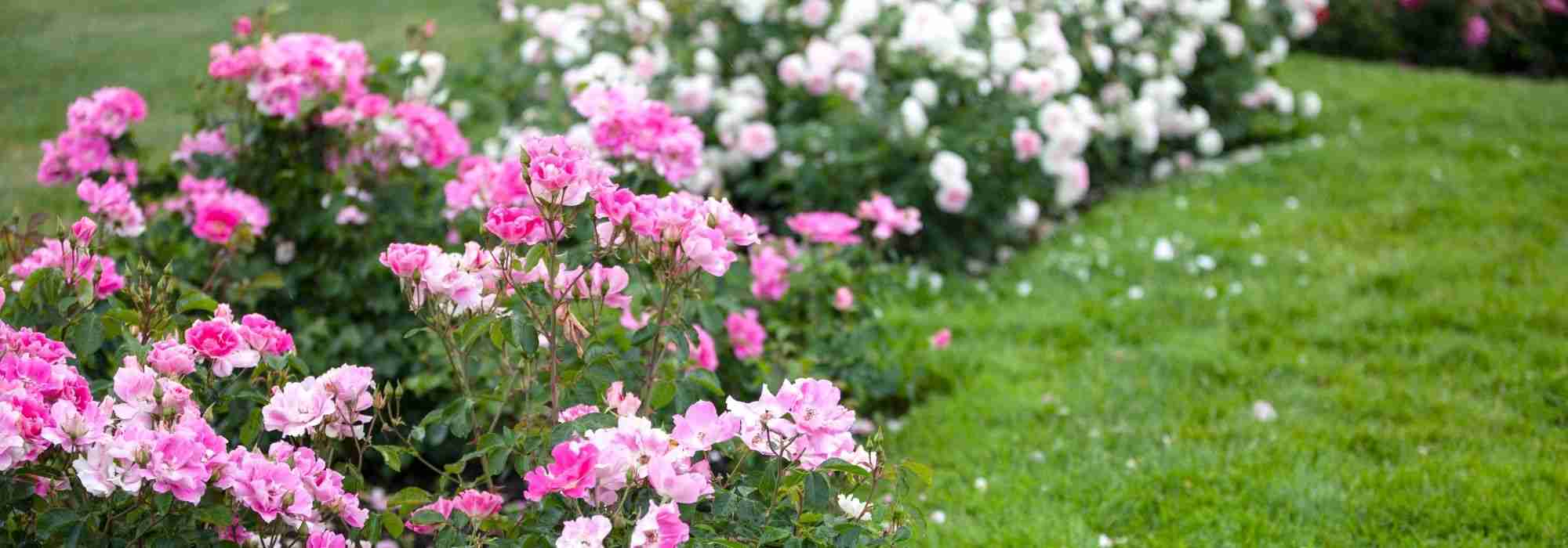 10 pink flowering groundcover roses