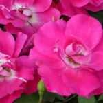 8 dwarf roses with pink flowers