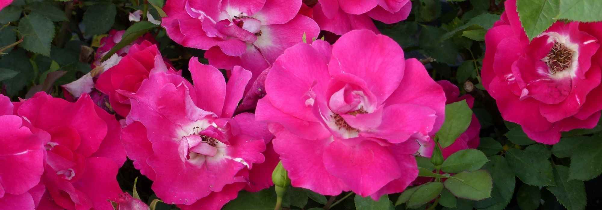 8 dwarf roses with pink flowers
