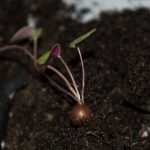 How to sow cyclamen?