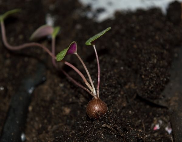 How to sow cyclamen?