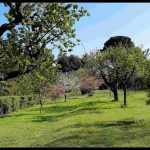 Fruit trees sensitive to frost
