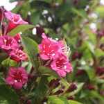 Taking cuttings from a weigela