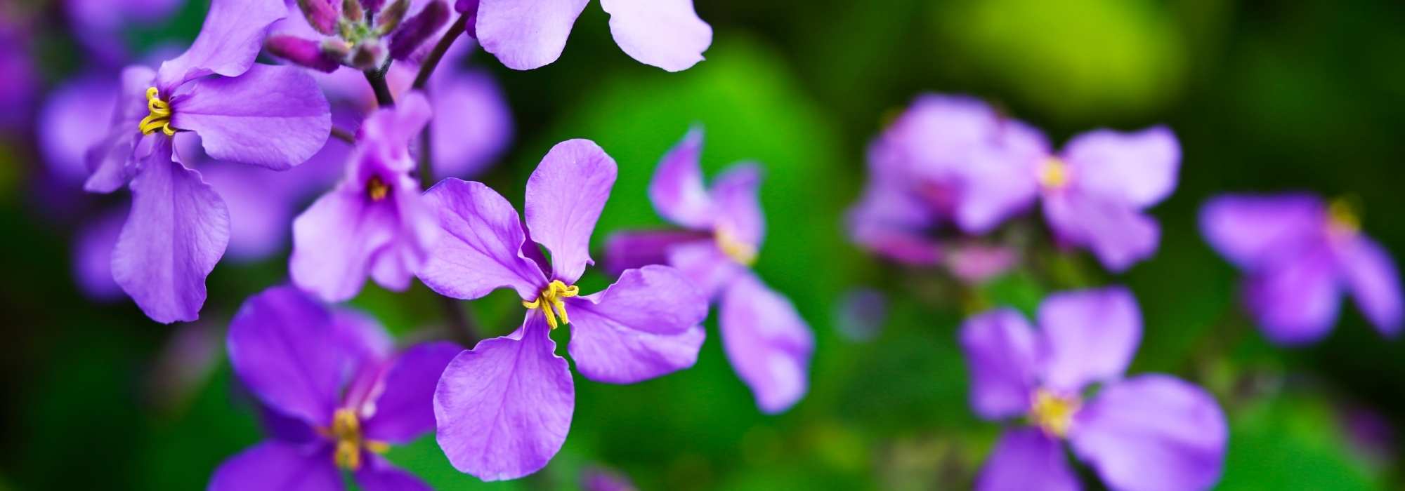 9 pairing ideas with Dame's violet