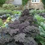 How to make cabbage manure?
