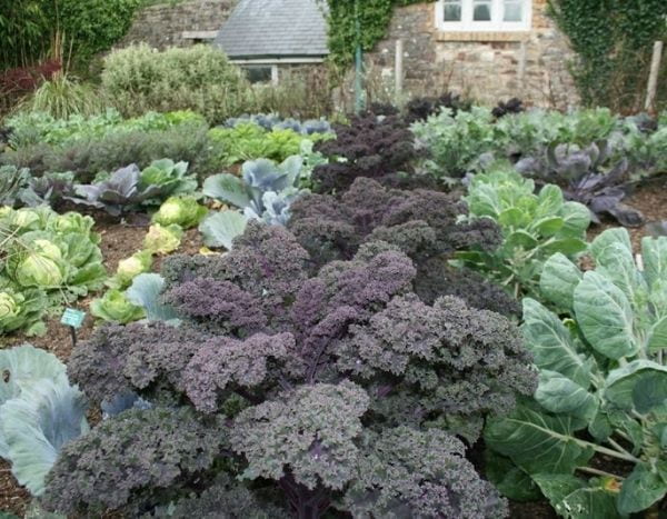 How to make cabbage manure?
