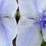 How to pair Virginia Tradescantia?